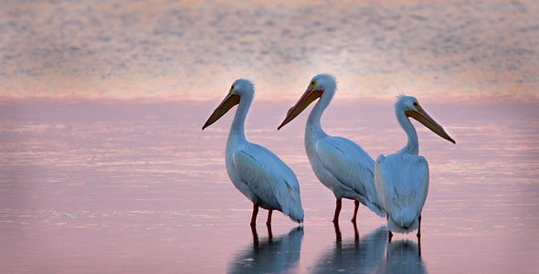 Pelicans on St. George Island