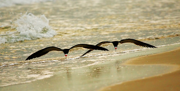 Black Skimmers St. George Island