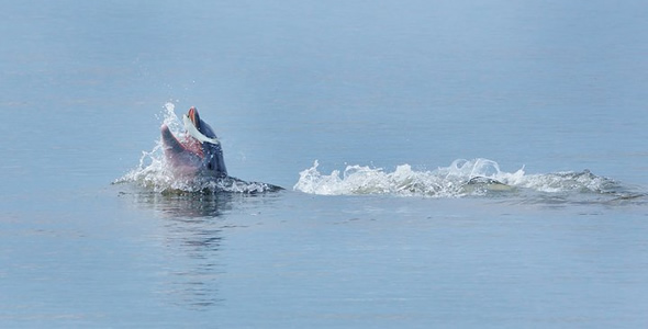Dolphin eating fish on St. George Island