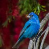 Indigo Bunting (c) John B. Spohrer, Jr.