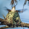 Ruby-throated hummingbird, female. (c) John B. Spohrer, Jr.