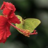 Hibiscus with butterfly. Photo by John B. Spohrer, Jr.