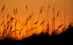 sea oats sunrise sgi (2)
