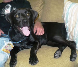 Paris is a 10-month old lab mix available for adoption.