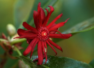 Star Anise at Mitchell Creek.  Photo by John B. Spohrer, Jr.