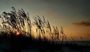 Sunrise sea oats on St. George Island