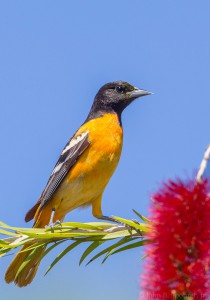 Baltimore Oriole (c) John B. Spohrer, Jr.