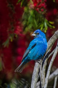 Indigo Bunting (c) John B. Spohrer, Jr.
