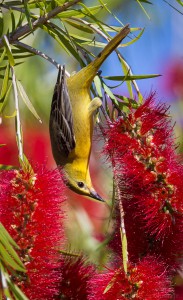 Orchard Oriole female (c) John B. Spohrer, Jr.