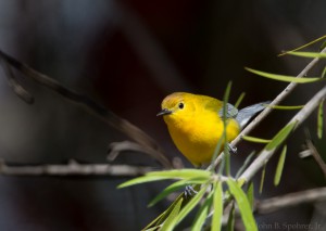 Prothonotary Warbler (c) John B. Spohrer, Jr.