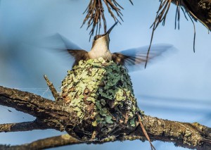 Ruby-throated hummingbird, female. (c) John B. Spohrer, Jr.