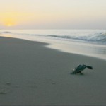 Sunrise on St George Island