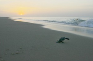 Sunrise on St George Island