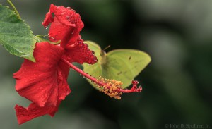Hibiscus with butterfly.  Photo by John B. Spohrer, Jr.