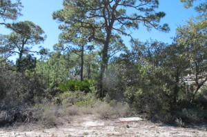 $49,900. 308 Palmer Street, St. George Island homesite.